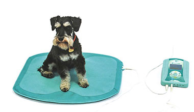 Magnetfeldtherapie für Tiere